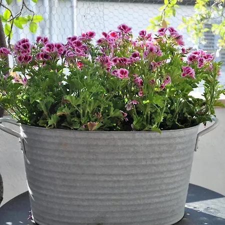 Apartamento Grazioso In Centro Con Terrazza Privata Florencia